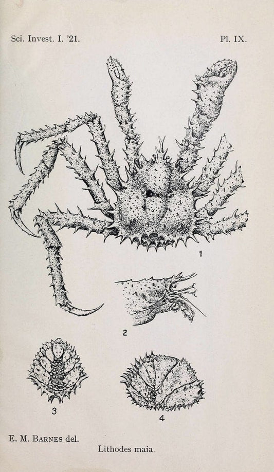 Decapoda reptantia of the coasts of Ireland. London,1914-21.  | "Decapoda (Crustacea)" | Vintage Print Reproduction 467542