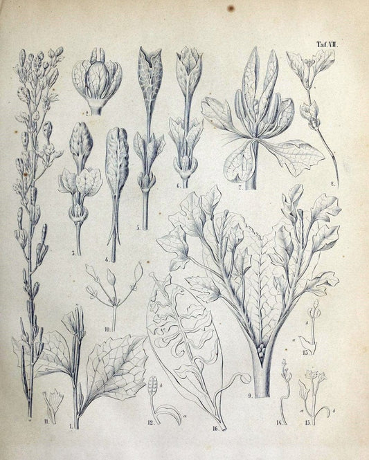 Denkschriften der KoÌˆniglich-Baierischen Botanischen Gesellschaft in Regensburg. Regensb | Bavaria Botany Germany Periodicals Plants | Vintage Print Reproduction 467546
