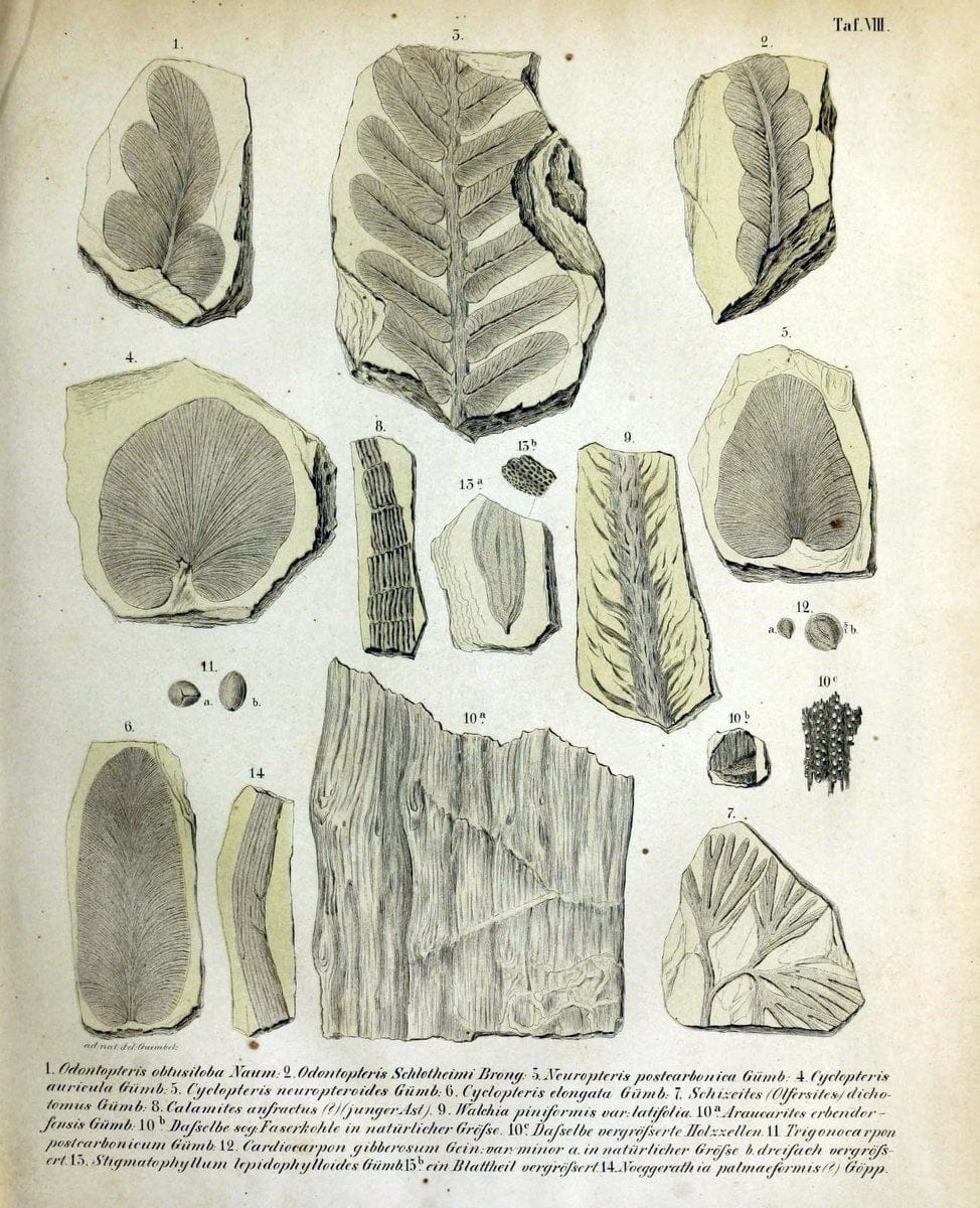 Denkschriften der KoÌˆniglich-Baierischen Botanischen Gesellschaft in Regensburg. Regensb | Bavaria Botany Germany Periodicals Plants | Vintage Print Reproduction 467547