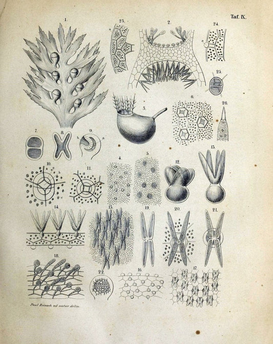 Denkschriften der KoÌˆniglich-Baierischen Botanischen Gesellschaft in Regensburg. Regensb | Bavaria Botany Germany Periodicals Plants | Vintage Print Reproduction 467548