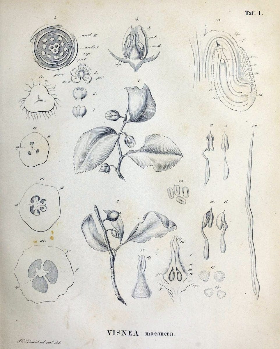 Denkschriften der KoÌˆniglich-Baierischen Botanischen Gesellschaft in Regensburg. Regensb | Bavaria Botany Germany Periodicals Plants | Vintage Print Reproduction 467549