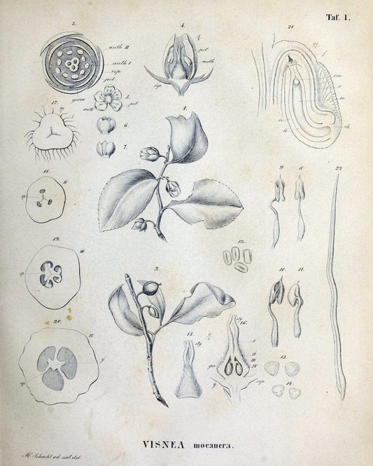Denkschriften der KoÌˆniglich-Baierischen Botanischen Gesellschaft in Regensburg. Regensb | Bavaria Botany Germany Periodicals Plants | Vintage Print Reproduction 467549
