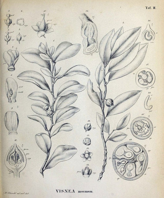 Denkschriften der KoÌˆniglich-Baierischen Botanischen Gesellschaft in Regensburg. Regensb | Bavaria Botany Germany Periodicals Plants | Vintage Print Reproduction 467550