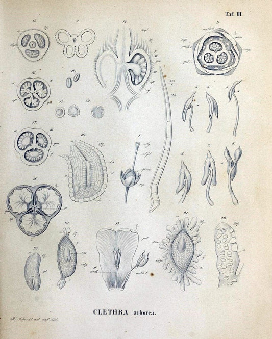 Denkschriften der KoÌˆniglich-Baierischen Botanischen Gesellschaft in Regensburg. Regensb | Bavaria Botany Germany Periodicals Plants | Vintage Print Reproduction 467551