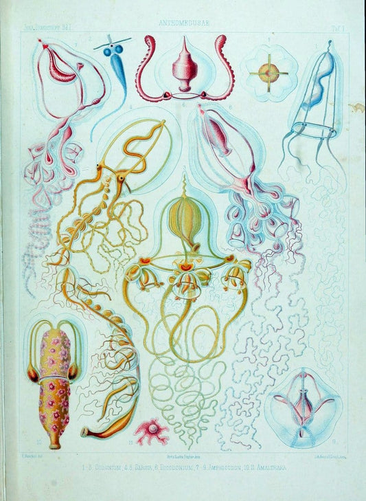Denkschriften der Medicinisch-Naturwissenschaftlichen Gesellschaft zu Jena. Jena :Fischer,1878-1932.  | Biology "Natural history" Periodicals Science  | Vintage Print Reproduction 467552