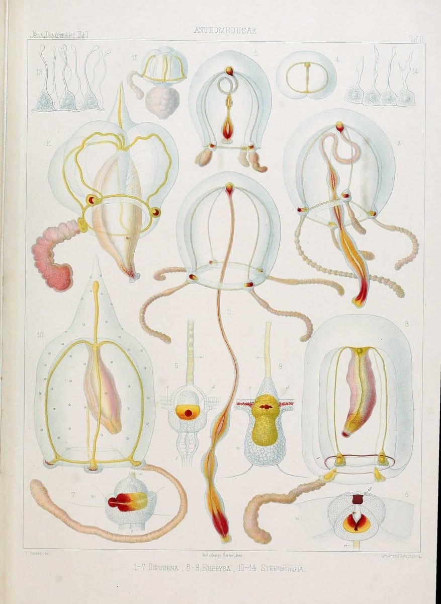 Denkschriften der Medicinisch-Naturwissenschaftlichen Gesellschaft zu Jena. Jena :Fischer,1878-1932.  | Biology "Natural history" Periodicals Science  | Vintage Print Reproduction 467553