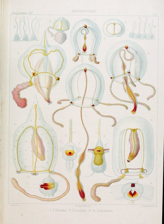 Denkschriften der Medicinisch-Naturwissenschaftlichen Gesellschaft zu Jena. Jena :Fischer,1878-1932.  | Biology "Natural history" Periodicals Science  | Vintage Print Reproduction 467553