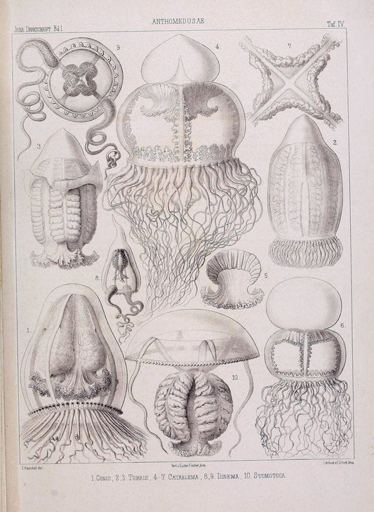 Denkschriften der Medicinisch-Naturwissenschaftlichen Gesellschaft zu Jena. Jena :Fischer,1878-1932.  | Biology "Natural history" Periodicals Science  | Vintage Print Reproduction 467555