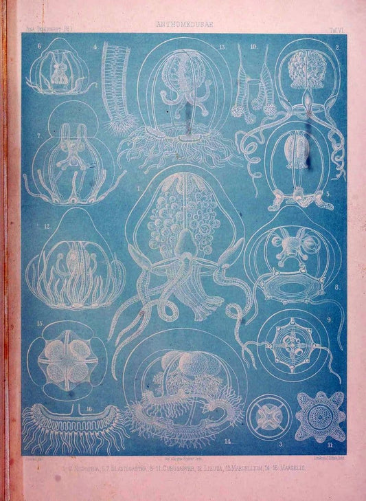 Denkschriften der Medicinisch-Naturwissenschaftlichen Gesellschaft zu Jena. Jena :Fischer,1878-1932.  | Biology "Natural history" Periodicals Science  | Vintage Print Reproduction 467557