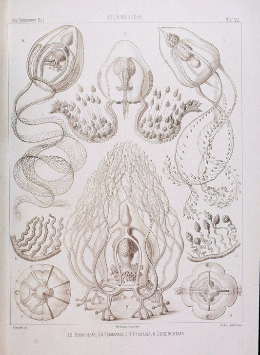 Denkschriften der Medicinisch-Naturwissenschaftlichen Gesellschaft zu Jena. Jena :Fischer,1878-1932.  | Biology "Natural history" Periodicals Science  | Vintage Print Reproduction 467558