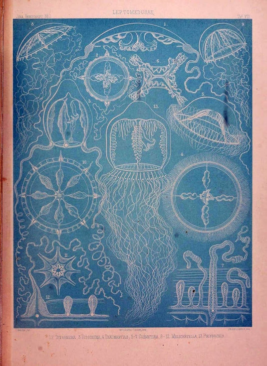 Denkschriften der Medicinisch-Naturwissenschaftlichen Gesellschaft zu Jena. Jena :Fischer,1878-1932.  | Biology "Natural history" Periodicals Science  | Vintage Print Reproduction 467559