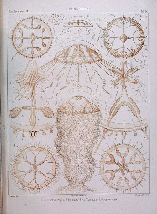 Denkschriften der Medicinisch-Naturwissenschaftlichen Gesellschaft zu Jena. Jena :Fischer,1878-1932.  | Biology "Natural history" Periodicals Science  | Vintage Print Reproduction 467560