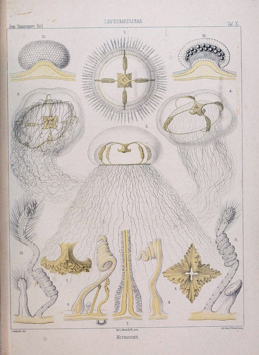 Denkschriften der Medicinisch-Naturwissenschaftlichen Gesellschaft zu Jena. Jena :Fischer,1878-1932.  | Biology "Natural history" Periodicals Science  | Vintage Print Reproduction 467561