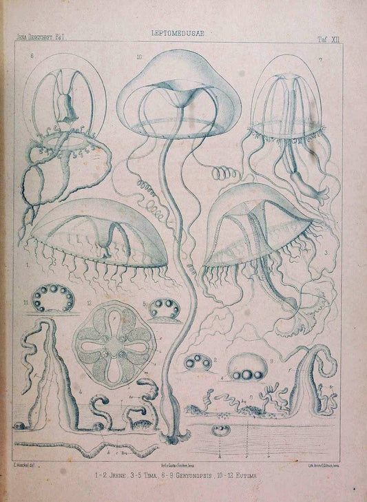 Denkschriften der Medicinisch-Naturwissenschaftlichen Gesellschaft zu Jena. Jena :Fischer,1878-1932.  | Biology "Natural history" Periodicals Science  | Vintage Print Reproduction 467563