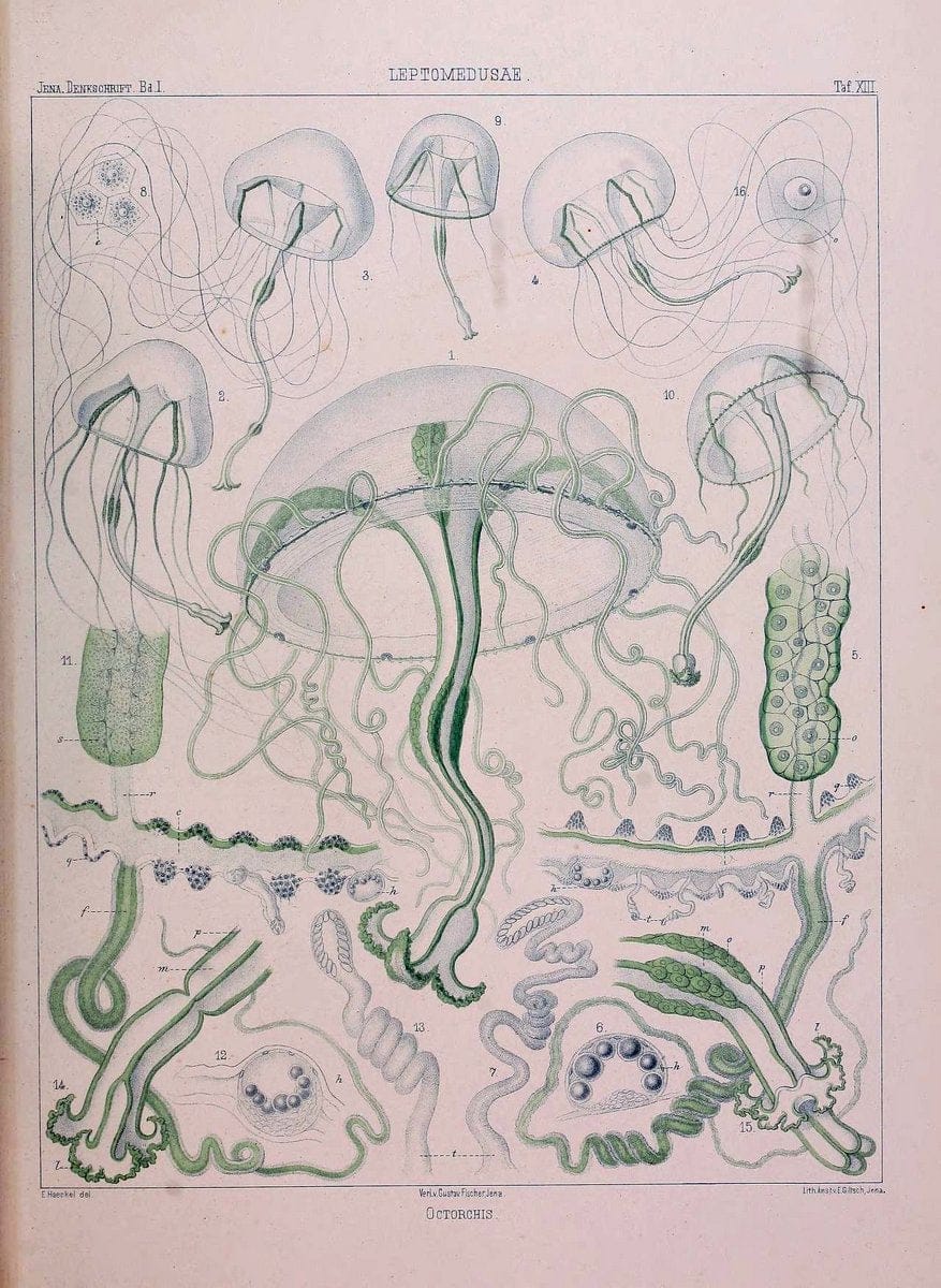 Denkschriften der Medicinisch-Naturwissenschaftlichen Gesellschaft zu Jena. Jena :Fischer,1878-1932.  | Biology "Natural history" Periodicals Science  | Vintage Print Reproduction 467564