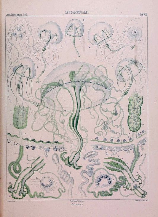Denkschriften der Medicinisch-Naturwissenschaftlichen Gesellschaft zu Jena. Jena :Fischer,1878-1932.  | Biology "Natural history" Periodicals Science  | Vintage Print Reproduction 467564