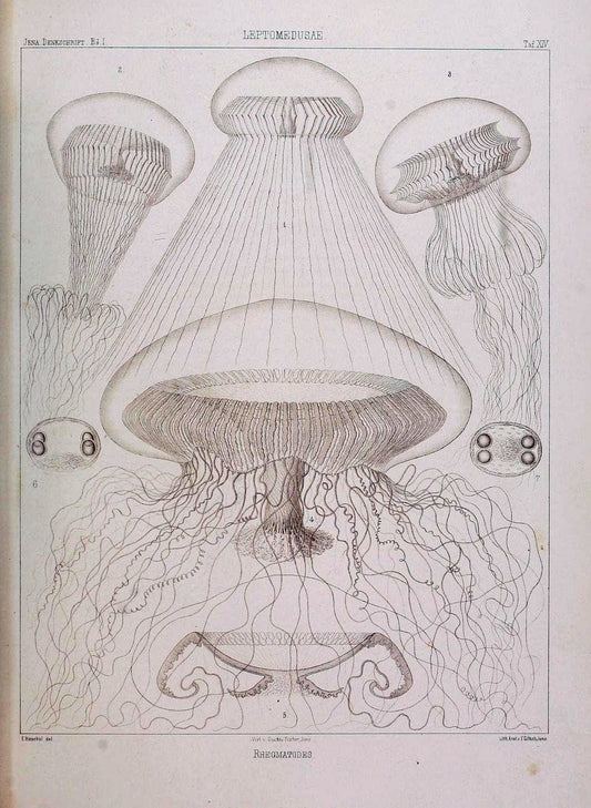 Denkschriften der Medicinisch-Naturwissenschaftlichen Gesellschaft zu Jena. Jena :Fischer,1878-1932.  | Biology "Natural history" Periodicals Science  | Vintage Print Reproduction 467565