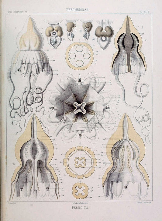 Denkschriften der Medicinisch-Naturwissenschaftlichen Gesellschaft zu Jena..Jena :Fischer,1878-1932.. |  | Vintage Print Reproduction 467566