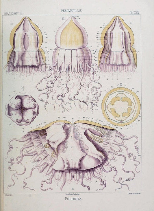 Denkschriften der Medicinisch-Naturwissenschaftlichen Gesellschaft zu Jena..Jena :Fischer,1878-1932.. |  | Vintage Print Reproduction 467567