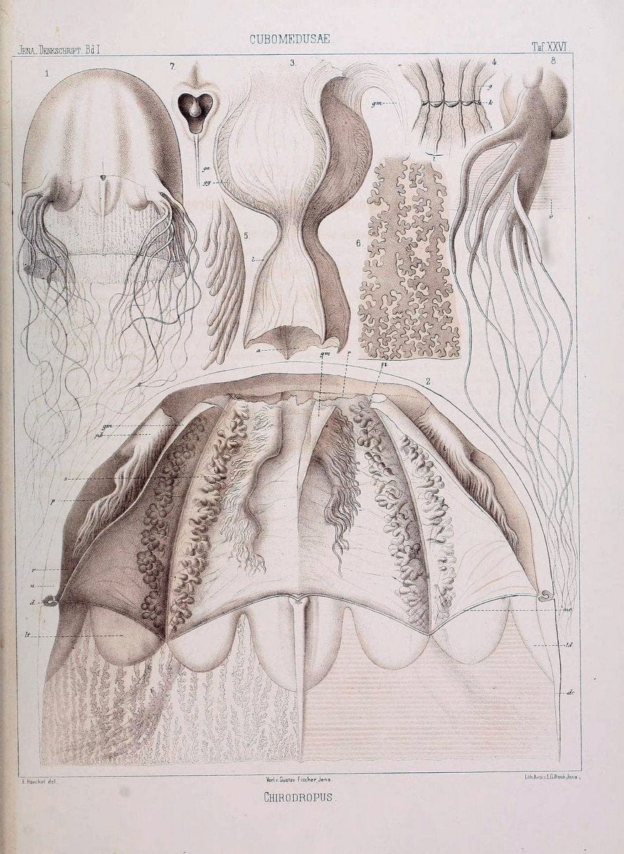 Denkschriften der Medicinisch-Naturwissenschaftlichen Gesellschaft zu Jena..Jena :Fischer,1878-1932.. |  | Vintage Print Reproduction 467569