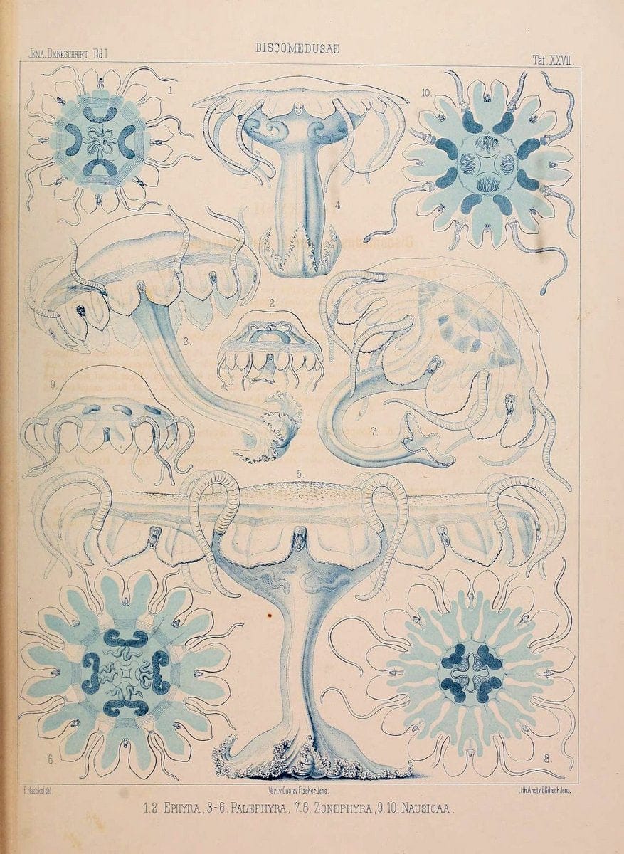 Denkschriften der Medicinisch-Naturwissenschaftlichen Gesellschaft zu Jena..Jena :Fischer,1878-1932.. |  | Vintage Print Reproduction 467570