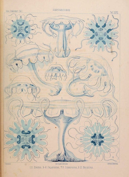 Denkschriften der Medicinisch-Naturwissenschaftlichen Gesellschaft zu Jena..Jena :Fischer,1878-1932.. |  | Vintage Print Reproduction 467570