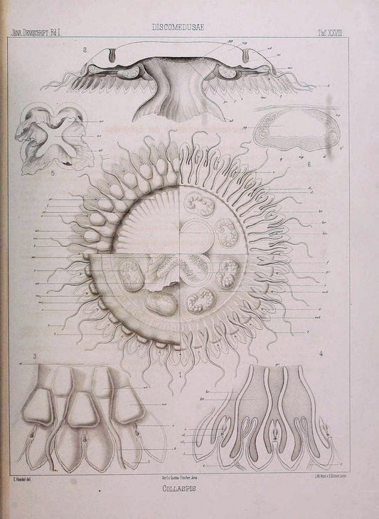 Denkschriften der Medicinisch-Naturwissenschaftlichen Gesellschaft zu Jena..Jena :Fischer,1878-1932.. |  | Vintage Print Reproduction 467571