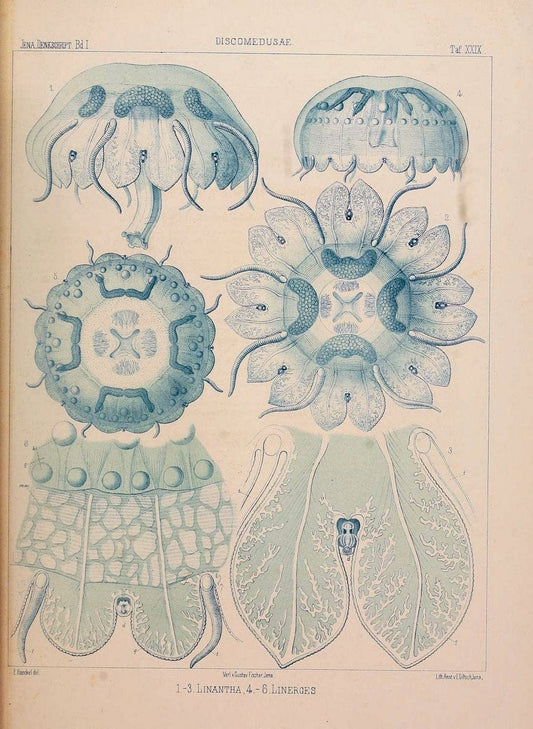 Denkschriften der Medicinisch-Naturwissenschaftlichen Gesellschaft zu Jena..Jena :Fischer,1878-1932.. |  | Vintage Print Reproduction 467572