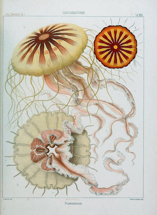 Denkschriften der Medicinisch-Naturwissenschaftlichen Gesellschaft zu Jena..Jena :Fischer,1878-1932.. |  | Vintage Print Reproduction 467574