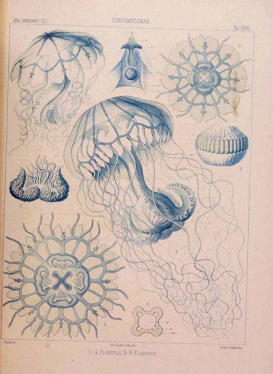 Denkschriften der Medicinisch-Naturwissenschaftlichen Gesellschaft zu Jena..Jena :Fischer,1878-1932.. |  | Vintage Print Reproduction 467575