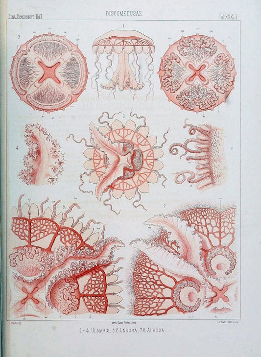 Denkschriften der Medicinisch-Naturwissenschaftlichen Gesellschaft zu Jena..Jena :Fischer,1878-1932.. |  | Vintage Print Reproduction 467576