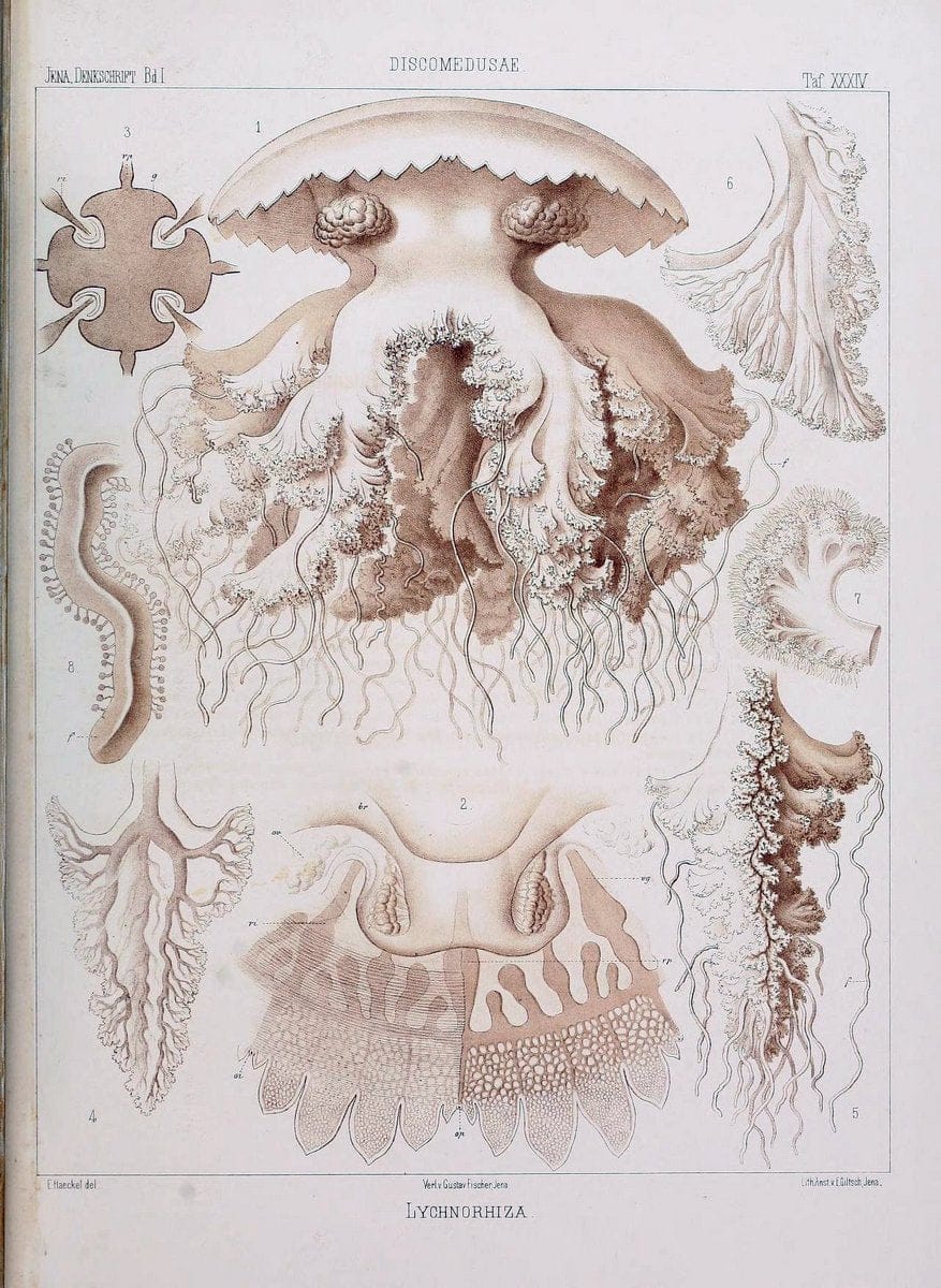 Dragable Image