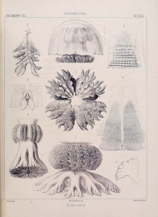 Denkschriften der Medicinisch-Naturwissenschaftlichen Gesellschaft zu Jena..Jena :Fischer,1878-1932.. |  | Vintage Print Reproduction 467578