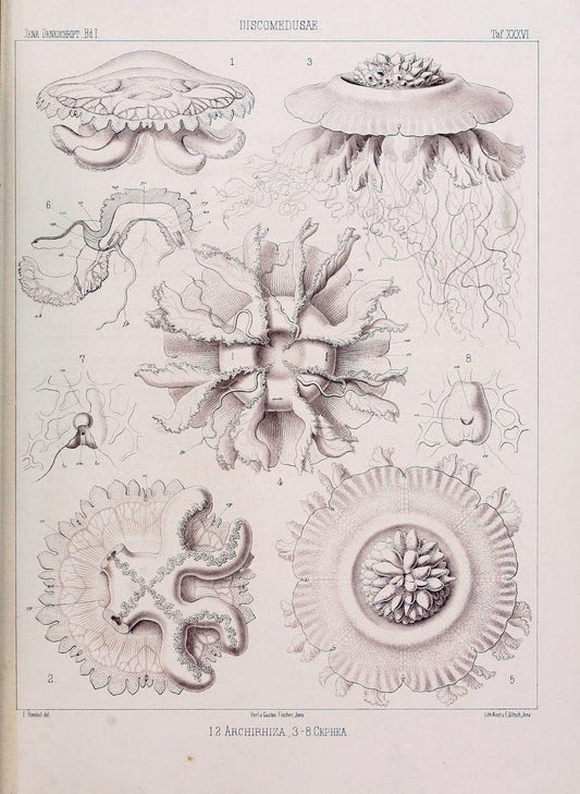 Denkschriften der Medicinisch-Naturwissenschaftlichen Gesellschaft zu Jena..Jena :Fischer,1878-1932.. |  | Vintage Print Reproduction 467579