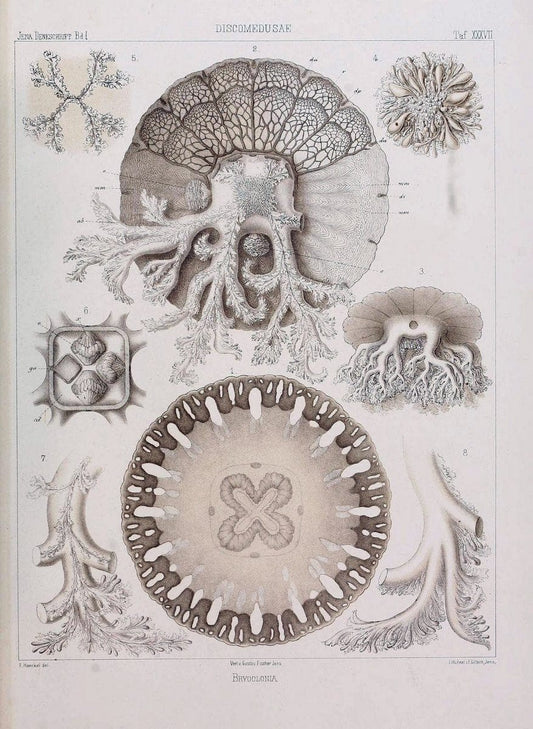 Denkschriften der Medicinisch-Naturwissenschaftlichen Gesellschaft zu Jena..Jena :Fischer,1878-1932.. |  | Vintage Print Reproduction 467580