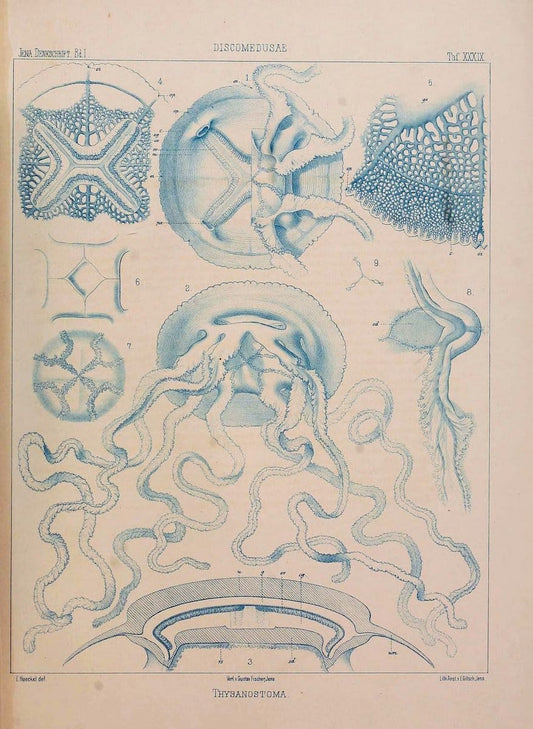 Denkschriften der Medicinisch-Naturwissenschaftlichen Gesellschaft zu Jena..Jena :Fischer,1878-1932.. |  | Vintage Print Reproduction 467582