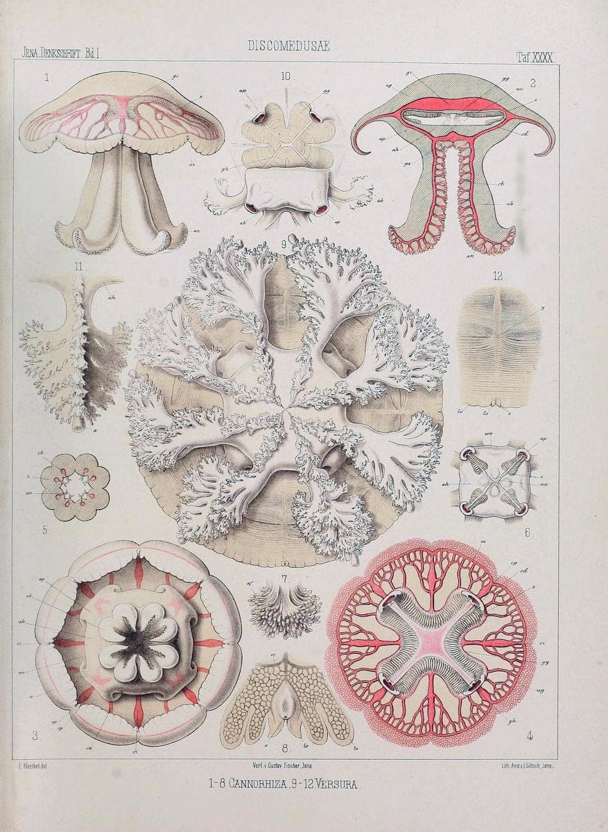Denkschriften der Medicinisch-Naturwissenschaftlichen Gesellschaft zu Jena..Jena :Fischer,1878-1932.. |  | Vintage Print Reproduction 467583