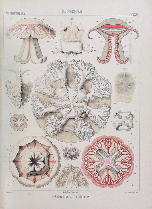 Denkschriften der Medicinisch-Naturwissenschaftlichen Gesellschaft zu Jena..Jena :Fischer,1878-1932.. |  | Vintage Print Reproduction 467583