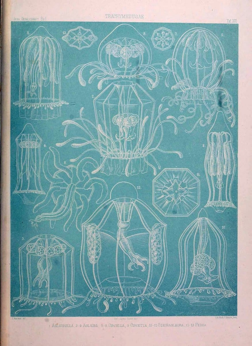 Denkschriften der Medicinisch-Naturwissenschaftlichen Gesellschaft zu Jena..Jena :Fischer,1878-1932.. |  | Vintage Print Reproduction 467585