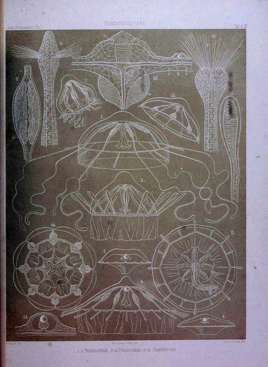Denkschriften der Medicinisch-Naturwissenschaftlichen Gesellschaft zu Jena..Jena :Fischer,1878-1932.. |  | Vintage Print Reproduction 467586