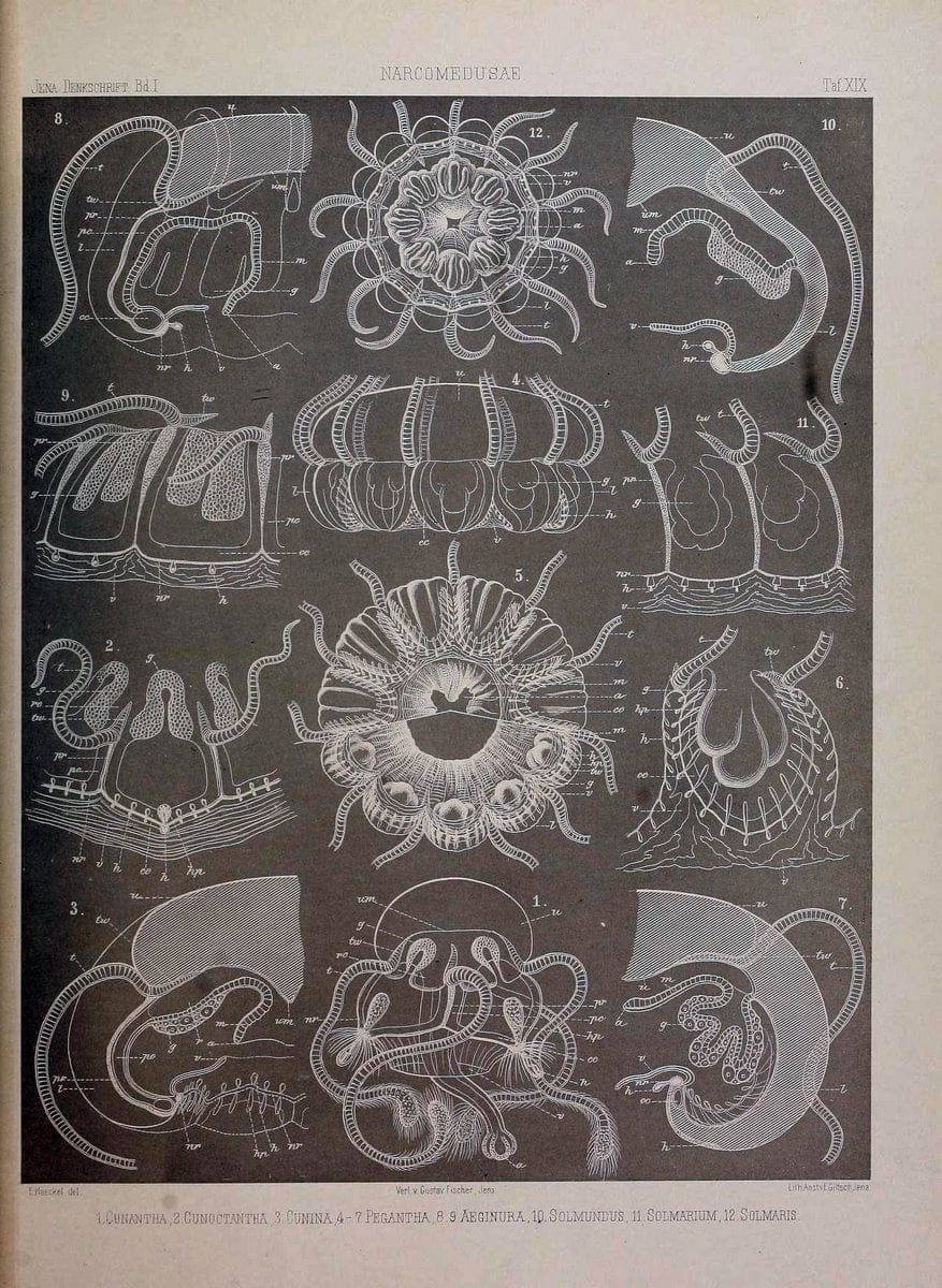 Denkschriften der Medicinisch-Naturwissenschaftlichen Gesellschaft zu Jena..Jena :Fischer,1878-1932.. |  | Vintage Print Reproduction 467588