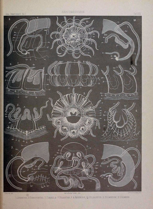 Denkschriften der Medicinisch-Naturwissenschaftlichen Gesellschaft zu Jena..Jena :Fischer,1878-1932.. |  | Vintage Print Reproduction 467588