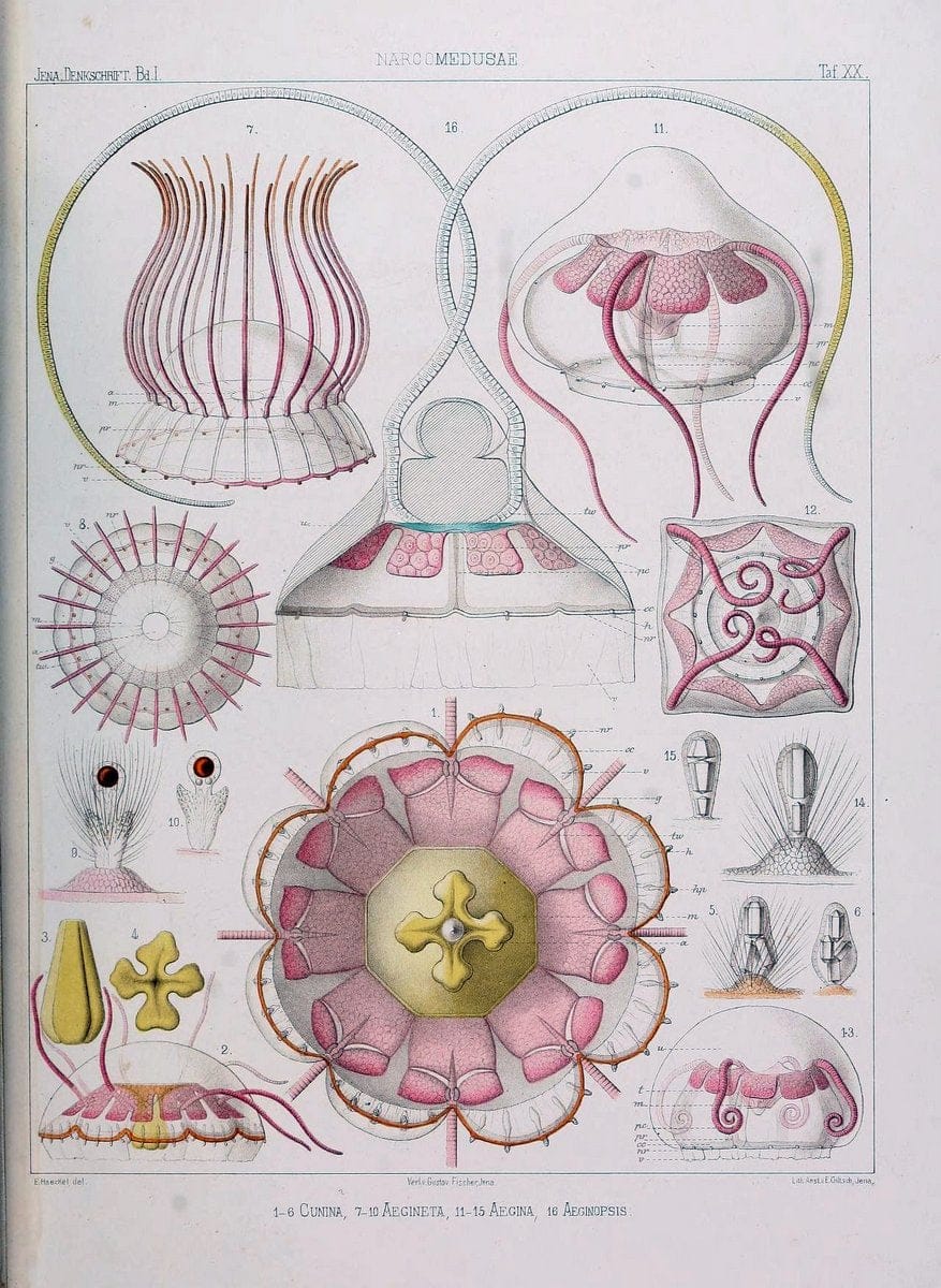 Denkschriften der Medicinisch-Naturwissenschaftlichen Gesellschaft zu Jena..Jena :Fischer,1878-1932.. |  | Vintage Print Reproduction 467589