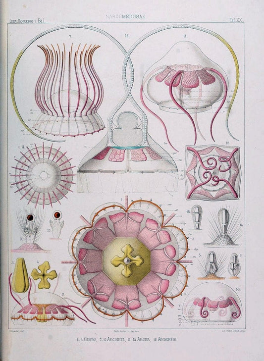 Denkschriften der Medicinisch-Naturwissenschaftlichen Gesellschaft zu Jena..Jena :Fischer,1878-1932.. |  | Vintage Print Reproduction 467589