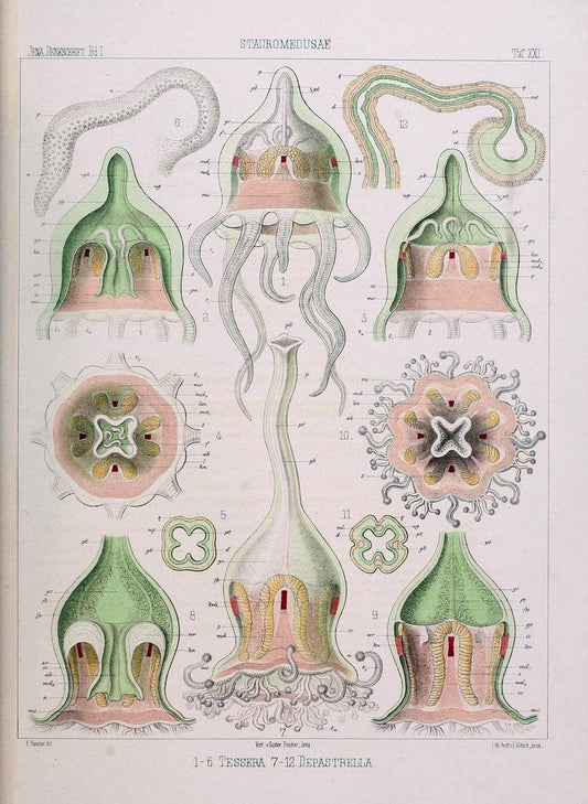 Denkschriften der Medicinisch-Naturwissenschaftlichen Gesellschaft zu Jena..Jena :Fischer,1878-1932.. |  | Vintage Print Reproduction 467590