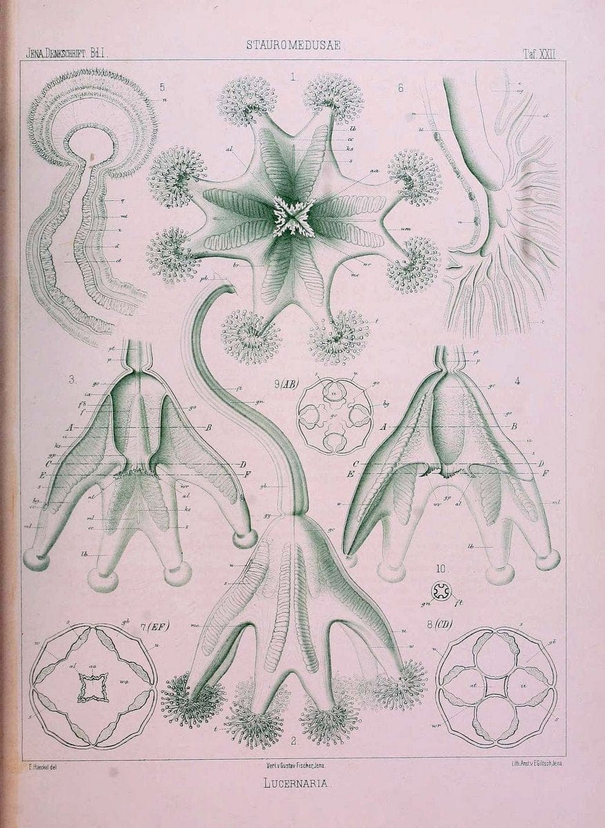 Denkschriften der Medicinisch-Naturwissenschaftlichen Gesellschaft zu Jena..Jena :Fischer,1878-1932.. |  | Vintage Print Reproduction 467591