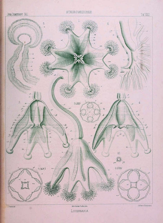 Denkschriften der Medicinisch-Naturwissenschaftlichen Gesellschaft zu Jena..Jena :Fischer,1878-1932.. |  | Vintage Print Reproduction 467591
