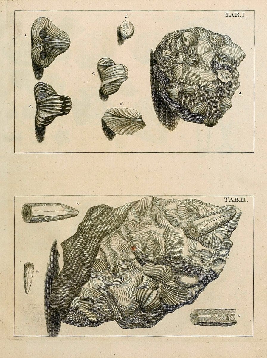 Des vaters Josephs Torrubia  vorbereitung zur naturgeschichte von Spanien :.Halle :bey J.J. Gebauers wittwe und J.J. Gebauer,1773.. |  | Vintage Print Reproduction 467596