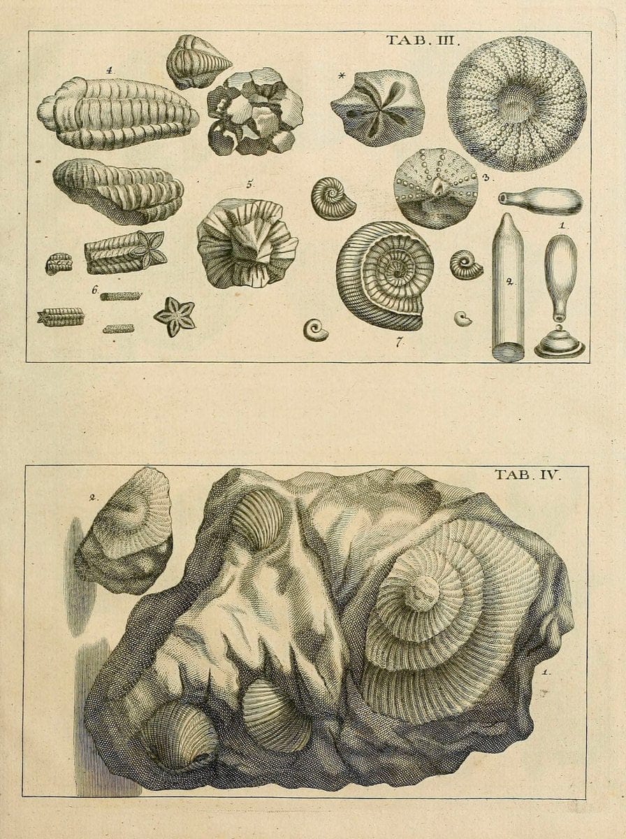 Des vaters Josephs Torrubia  vorbereitung zur naturgeschichte von Spanien :.Halle :bey J.J. Gebauers wittwe und J.J. Gebauer,1773.. |  | Vintage Print Reproduction 467597