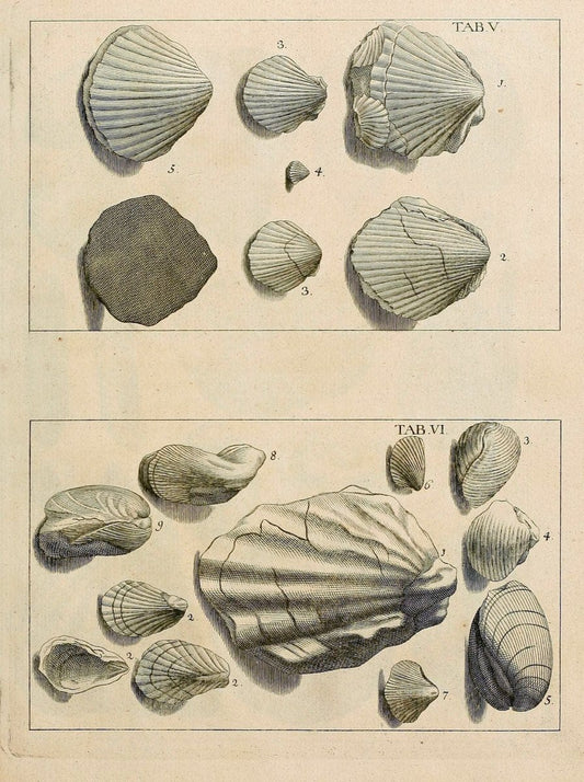 Des vaters Josephs Torrubia  vorbereitung zur naturgeschichte von Spanien :.Halle :bey J.J. Gebauers wittwe und J.J. Gebauer,1773.. |  | Vintage Print Reproduction 467598